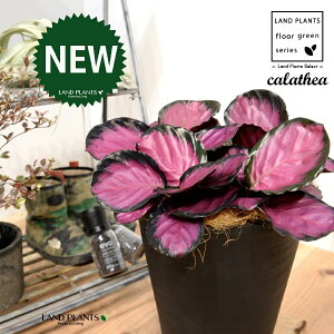 JeAip[v[YF؁j 8 F ZA[g 1 yRRt@Co[EMz^ JeAp[v[Y SVLoloVE Jungle velvet Calathea purplerose 3