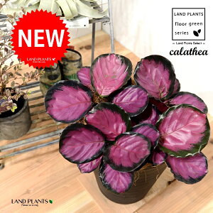 JeAip[v[YF؁j 8 F ZA[g 1 yRRt@Co[EMz^ JeAp[v[Y SVLoloVE Jungle velvet Calathea purplerose 3