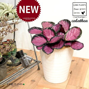 JeAip[v[YF؁j 8 F ZA[g 1 yRRt@Co[EMz^ JeAp[v[Y SVLoloVE Jungle velvet Calathea purplerose 3