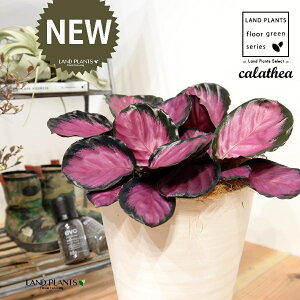 JeAip[v[YF؁j 8 F ZA[g 1 yRRt@Co[EMz^ JeAp[v[Y SVLoloVE Jungle velvet Calathea purplerose 3