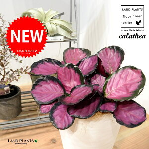 JeAip[v[YF؁j 8 F ZA[g 1 yRRt@Co[EMz^ JeAp[v[Y SVLoloVE Jungle velvet Calathea purplerose 3