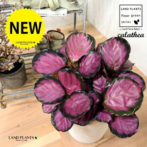 JeAip[v[YF؁j 8 F ZA[g 1 yRRt@Co[EMz^ JeAp[v[Y SVLoloVE Jungle velvet Calathea purplerose 3