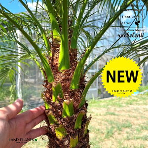 tFjbNXixj[F170cmj 10 vX`bN 1 H170cm x  A Aؔ  V V̖ xV VmL Phoenix roebelenii Miniature Date Palm