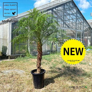 tFjbNXixj[F170cmj 10 vX`bN 1 H170cm x  A Aؔ  V V̖ xV VmL Phoenix roebelenii Miniature Date Palm