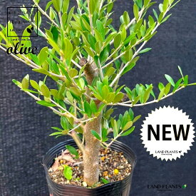 オリーブ（珍しい幹太） 5号 ポット苗 1鉢 立派なオリーブ 苗 苗木 オリーブ苗 Olea europaea