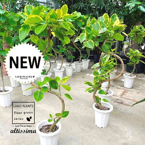 AeV[}i2DJ[u Ȃj 8 vX`bN 1 H130cmx uTCY ^ tBJXAeV[} S̖ S  S  点 Ficus altissima