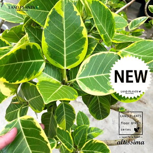 AeV[}i2DJ[u Ȃj 8 vX`bN 1 H130cmx uTCY ^ tBJXAeV[} S̖ S  S  点 Ficus altissima