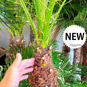 tFjbNXixj[F200cmj 10 vX`bN 1 H200cm x  A Aؔ  V V̖ xV VmL Phoenix roebelenii Miniature Date Palm