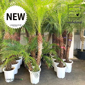 tFjbNXixj[F200cmj 10 vX`bN 1 H200cm x  A Aؔ  V V̖ xV VmL Phoenix roebelenii Miniature Date Palm