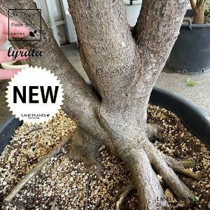 JVoSi؁F250cmj 18 vX`bN 1 H250cm x  A Aؔ  tBJX [^ or[m S S̖