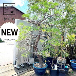 i؁FH230cmj 15 vX`bN 1 }c ̖ Pinus