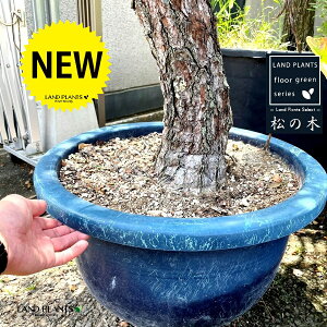 i؁FH230cmj 15 vX`bN 1 }c ̖ Pinus