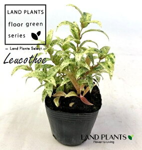 ZCECieEmVit}[WFj 3 |bgc 1 ZCECie Cie AJCie V AJV Leucothoe fontanesiana