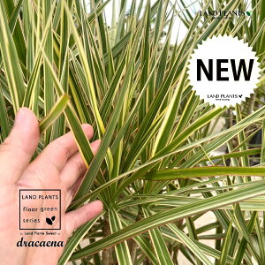 hZiiRVlEgJ[j 10 vX`bN 1 RVlgJ[ dracaena