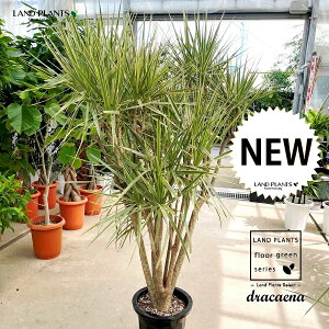 hZiiRVlEgJ[j 10 vX`bN 1 RVlgJ[ dracaena