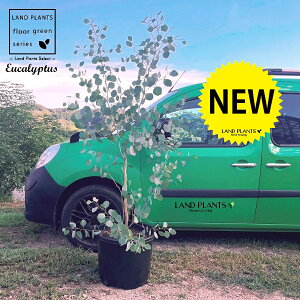 [JE||Xi؁FiNo.302j 15 F vX`bN 1 iF190cmj Eucalyptus