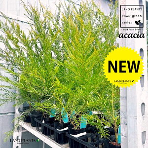 yP[X̔F12z AJVAiuXx[j 3.5 |bgc 12 AJVAuXx[ Acacia