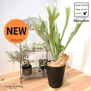 REij 8 F ZA[g 1 yRRt@Co[EMz^ V_ V_A platycerium bifurcatum