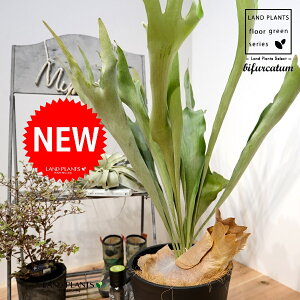 REij 8 F ZA[g 1 yRRt@Co[EMz^ V_ V_A platycerium bifurcatum