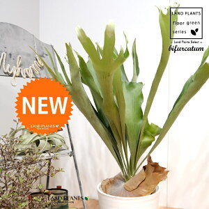 �R�E���������i�����j 8�� ���F �Z���A�[�g�� 1�� �y�R�R�t�@�C�o�[�E��M�z��^ �V�_ �V�_�A�� platycerium bifurcatum