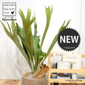 REij fUC̗ǂ eRb^ 1 yRRt@Co[EMz^ V_ V_A platycerium bifurcatum