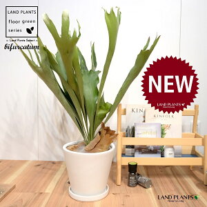 REij F }bg Eh^ 픫 LTCY 1 yMz^ V_ V_A platycerium bifurcatum