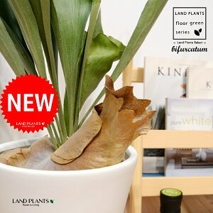 REij F }bg Eh^ 픫 LTCY 1 yMz^ V_ V_A platycerium bifurcatum