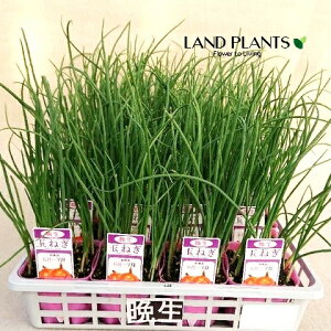 yP[X̔F28z ^}lMiӐFc^}j 3 |bgc 28 ʔK K ӐʔK  肽 肽2 c c Allium cepa