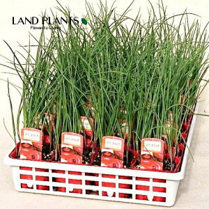 yP[X̔F28z ^}lMiӐFtbVbhj 3 |bgc 28 ʔK K ӐʔK  肽 ԋʂ˂ c c Allium cepa