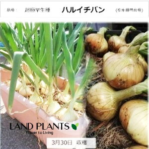 yP[X̔F28z ^}lMiɑFnC`oj 3 |bgc 28 ʔK K ɑʔK t΂ ͂邢΂ c c Allium cepa