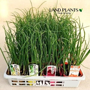 yP[X̔F28z ^}lMi4i~bNXFɑAAAӐAӐAԁj 3 |bgc 28 ʔK K c c Allium cepa