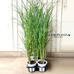 ^JmnXXLiHj 6 |bgc 1 mnXXL  XXL inYXXLj@Miscanthus sinensis f. zebrinus