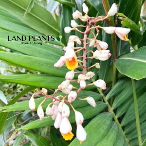 AsjAiFQbgEj 3.5 |bgc 1 Tj Tj Tj Tj TkC Tl `KV `Ul }[`nT[ Alpinia zerumbet Shell ginge