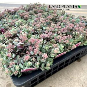 yP[X̔F24z yÓT|Az ~Zoi΂j 3 |bgc 24 ʏ ܂̂  A Hylotelephium sieboldii