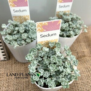 yP[X̔F24z VL~Zoi~Zoj 2.5 |bgc 24 Z_ P[vuR ~Zo ΂ ʏ ܂̂  A Sedum spathulifolium ssp.pruinosum