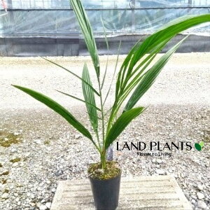 icViqj 4 |bgc 1 V V̖ V VmL f[ciDatej Date Palm Medjool Phoenix dactylifera