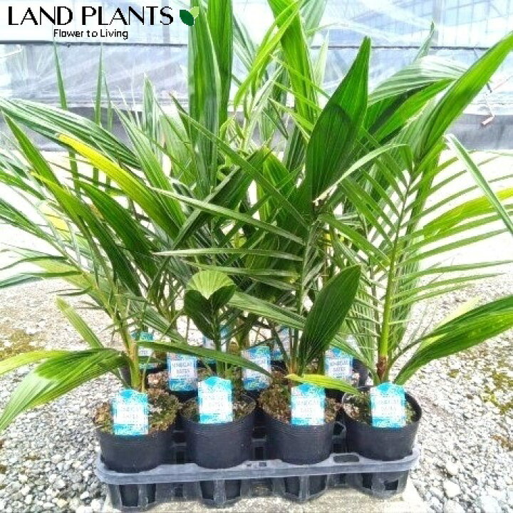 楽天市場】【ケース販売：11入】 ナツメヤシ（棗椰子） 4号 ポット苗 