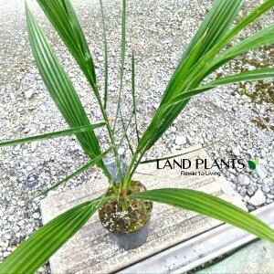 icViqj 4 |bgc 1 V V̖ V VmL f[ciDatej Date Palm Medjool Phoenix dactylifera