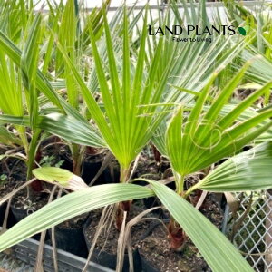 ヤシ(ワシントンヤシ) 4号 プラスチック鉢 1鉢 ヤシの木 パームツリー オキナヤシ ワシントニアパーム Washingtonia filifera