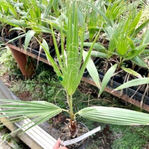 yP[X̔F11z ViVgVj 4 vX`bN 11 V̖ p[c[ ILiV VgjAp[ Washingtonia filifera