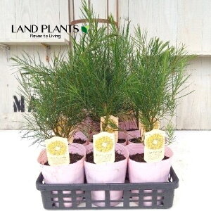 yP[X̔F15z AJVAito_j 4 |bgc 15 AJVAto_ tu_ Acacia