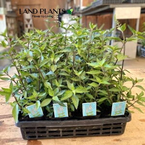 yP[X̔F20z lRmqQiL̕Ej 4 |bgc 20 N~XN` LbcECXJ Orthosiphon aristatus