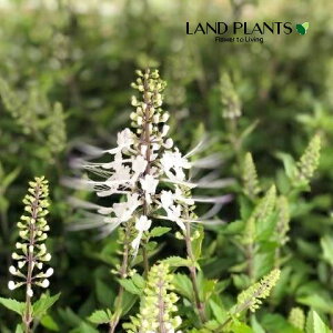 lRmqQiL̕Ej 4 |bgc 1 N~XN` LbcECXJ Orthosiphon aristatus