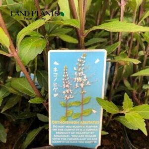 lRmqQiL̕Ej 4 |bgc 1 N~XN` LbcECXJ Orthosiphon aristatus