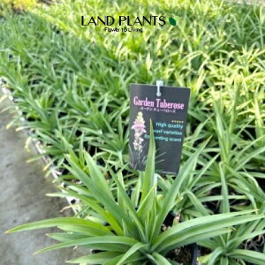 yP[X̔F6z `[x[Yij 5 vX`bN 6 QbJREij I_YCZiaj tuberose Polianthes tuberosa