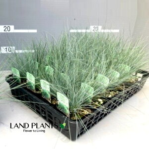 tFXcJEOEJ 4 |bgc 1 tFXcJ u[tFXN MV\E Vo[OX qQ Festuca glauca