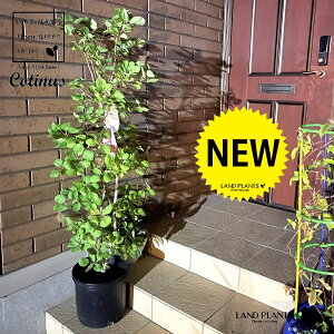 X[Nc[ iH145cmj^ 8 |bgc 1 nO}mLiF̖؁j JX~mL PmL EXR`iX Cotinus coggygria