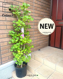 スモークツリー （H145cm）大型 8号 ポット苗 1鉢 ハグマノキ（白熊の木） カスミノキ ケムリノキ リュウスコチナス Cotinus coggygria