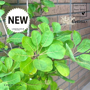 X[Nc[ iH145cmj^ 8 |bgc 1 nO}mLiF̖؁j JX~mL PmL EXR`iX Cotinus coggygria