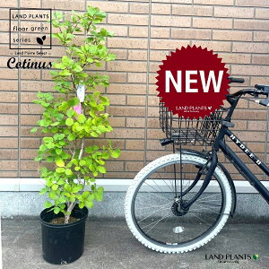 X[Nc[ iH145cmj^ 8 |bgc 1 nO}mLiF̖؁j JX~mL PmL EXR`iX Cotinus coggygria HYDEE.2 TIRE CUSTOM Ver